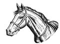 Horse head portrait sketch hand drawn engraving style illustration Royalty Free Stock Photo