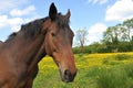 Horse Head Portrait in a summer meadow Royalty Free Stock Photo