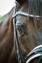 Horse head portraits with bridle and glitter forehead strap, upright Close-up of the eye with the neck in blur