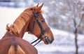 Horse head portraits in snowy nature with bridle.