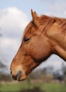 Horse head in profile