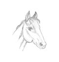 Horse head profile sketch. Pencil drawing isolated on white.