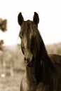 Horse head - Sepia Toned Royalty Free Stock Photo