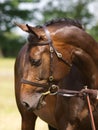 Horse Head Shot