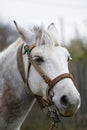 Horse head shot portrait Royalty Free Stock Photo