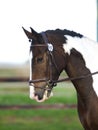 Horse Head Shot In Snaffle Bridle