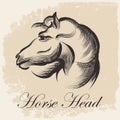 Horse Head Sketch Royalty Free Stock Photo