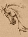 Horse head sketch Royalty Free Stock Photo
