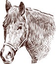 Horse head sketch Royalty Free Stock Photo