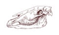 Horse head skull. Dead animals skeleton profile. Vintage anatomy drawing of face bone with teeth. Outlined sketch drawn