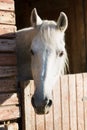 Horse head in a stall Royalty Free Stock Photo