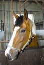 Horse head in stall Royalty Free Stock Photo