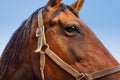 Close Up of a Horses Head