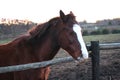 Horse head. Wild stallion photographed from very close. Royalty Free Stock Photo