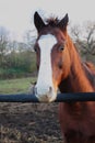 Horse head. Wild stallion photographed from very close. Royalty Free Stock Photo