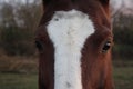 Horse head. Wild stallion photographed from very close. Royalty Free Stock Photo