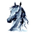 Horse head with windy mane. Watercolor or ink hand painting horse snout.