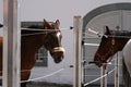 Horse heads of two brown horses.