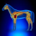 Horse Heart Circulatory System - Horse Equus Anatomy - on blue b