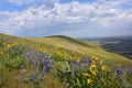 Horse Heaven Hills Botanical Bonanza: Lupine, Daisies, and Penstemon, Oh My! Royalty Free Stock Photo