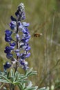 Horse Heaven Hills Lupine and Honey Bees Royalty Free Stock Photo