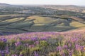 Horse Heaven Hills Purple Penstemon