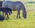 A horse and her colt in nature