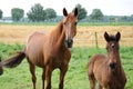 Mother horse wth her  newborn foal Royalty Free Stock Photo