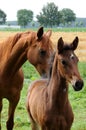 Mother horse wth her  newborn foal Royalty Free Stock Photo