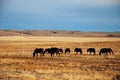 Horse herd Royalty Free Stock Photo