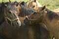 Horse herd