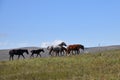 Horse herd. Chechnya,  Russia Royalty Free Stock Photo