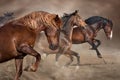 Horse herd in desert Royalty Free Stock Photo