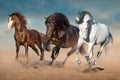 Three horse run in sand Royalty Free Stock Photo