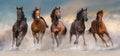 Horse herd free Royalty Free Stock Photo