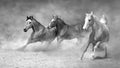 Horse herd free run Royalty Free Stock Photo