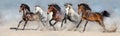 Horse herd free run Royalty Free Stock Photo