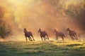 Horse herd free run in sunlight Royalty Free Stock Photo