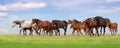 Horse herd on pasture Royalty Free Stock Photo