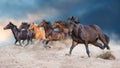 Horse herd  galloping on desert Royalty Free Stock Photo