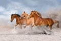 Horse herd galloping in dust Royalty Free Stock Photo