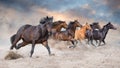 Horse herd  galloping on desert Royalty Free Stock Photo