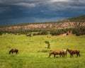 Horse herd grazing in the field Royalty Free Stock Photo