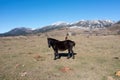 Horse herd grazing, getting rest at Epirus nature, Greece. Black wild animal, snowy mountain peak Royalty Free Stock Photo
