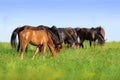 Horse herd grazing Royalty Free Stock Photo