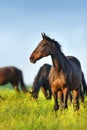 Horse herd grazing Royalty Free Stock Photo