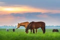 Horse herd grazing Royalty Free Stock Photo