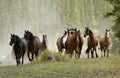 Horse Herd on Hill Royalty Free Stock Photo