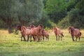 Horse herd on meadow Royalty Free Stock Photo