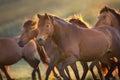 Hutsul herd run at sunset Royalty Free Stock Photo